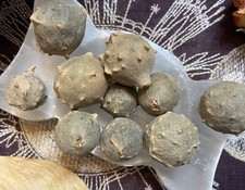 Oak Galls, Oak Knopper, Divination, Increase And Enhance Power, Strength