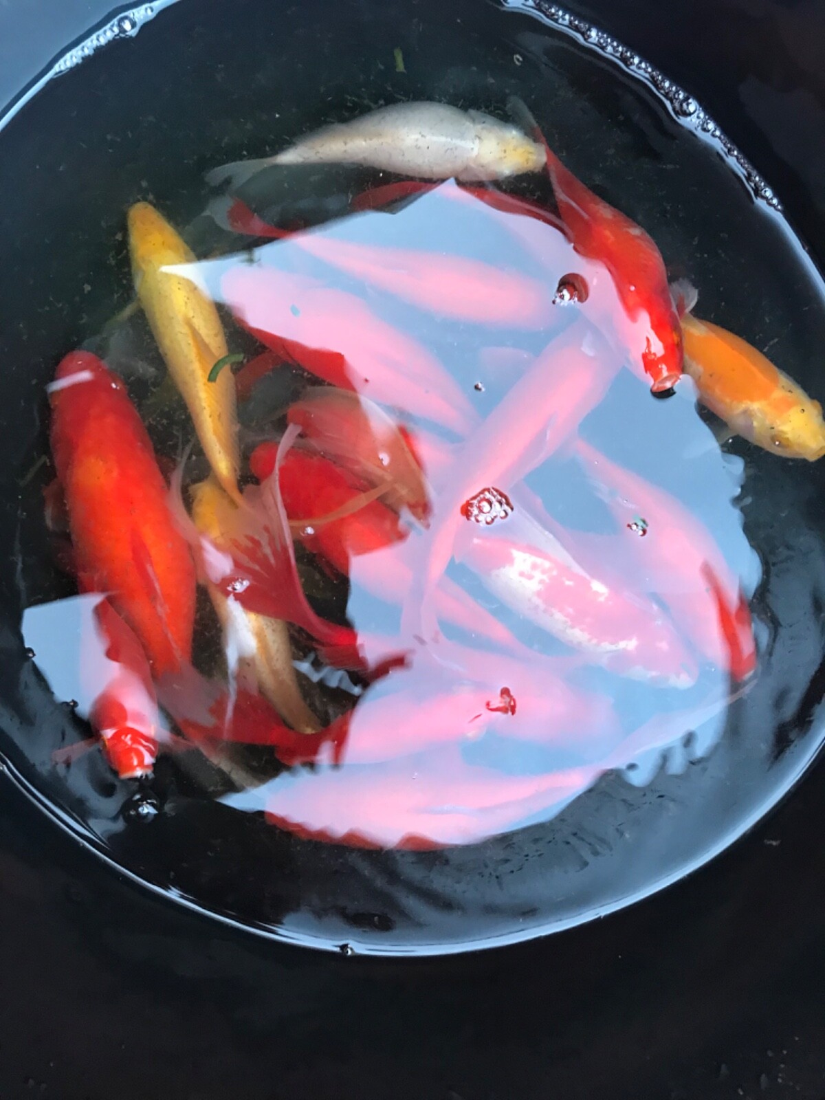 6” GOLDFISH FOR PONDS FISH eBay