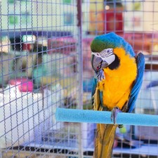 10 Pcs Parrot Perch Stand  Accessories for Cages Bird Stick Perches