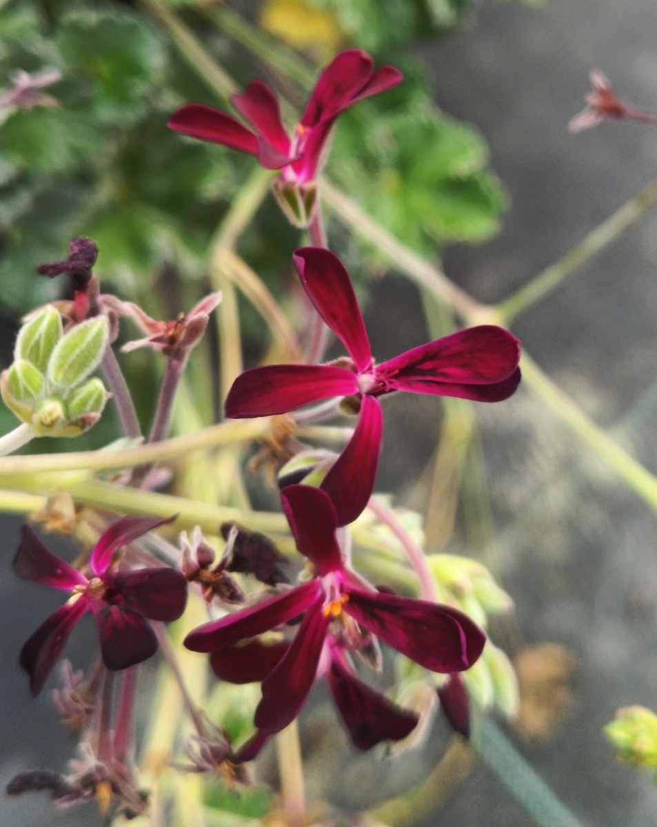 Pelargonium sidioides Géranium Rouge Grenat Idéal pour Balcon et Terrasse