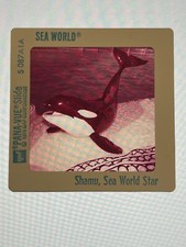 Vintage 1976 SEA WORLD Pana Vue 35mm Slide - WHALE SHAMU, SEA WORLD STAR