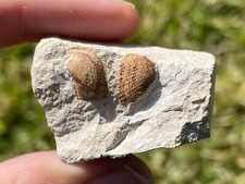 France Fossil Bivalve Panopea neocomiensis Cretaceous Age Shell