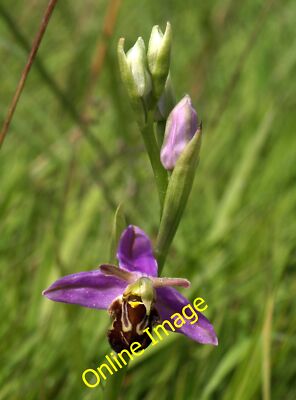Photo 6x4 Bee orchid, Nightingale Park Torquay Ophrys apifera can be foun c2014
