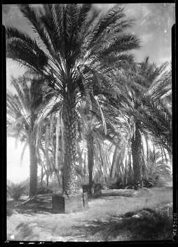 Oldest Date Palms In Coachella Valley Located In F.N. Johnsons Da - Old Photo