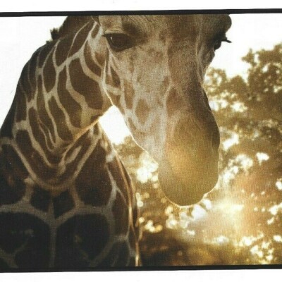 Canon EOS Rebel TSI DSLR Camera Print Ad, Canon DSLR Print Ad, Giraffe Camera Ad
