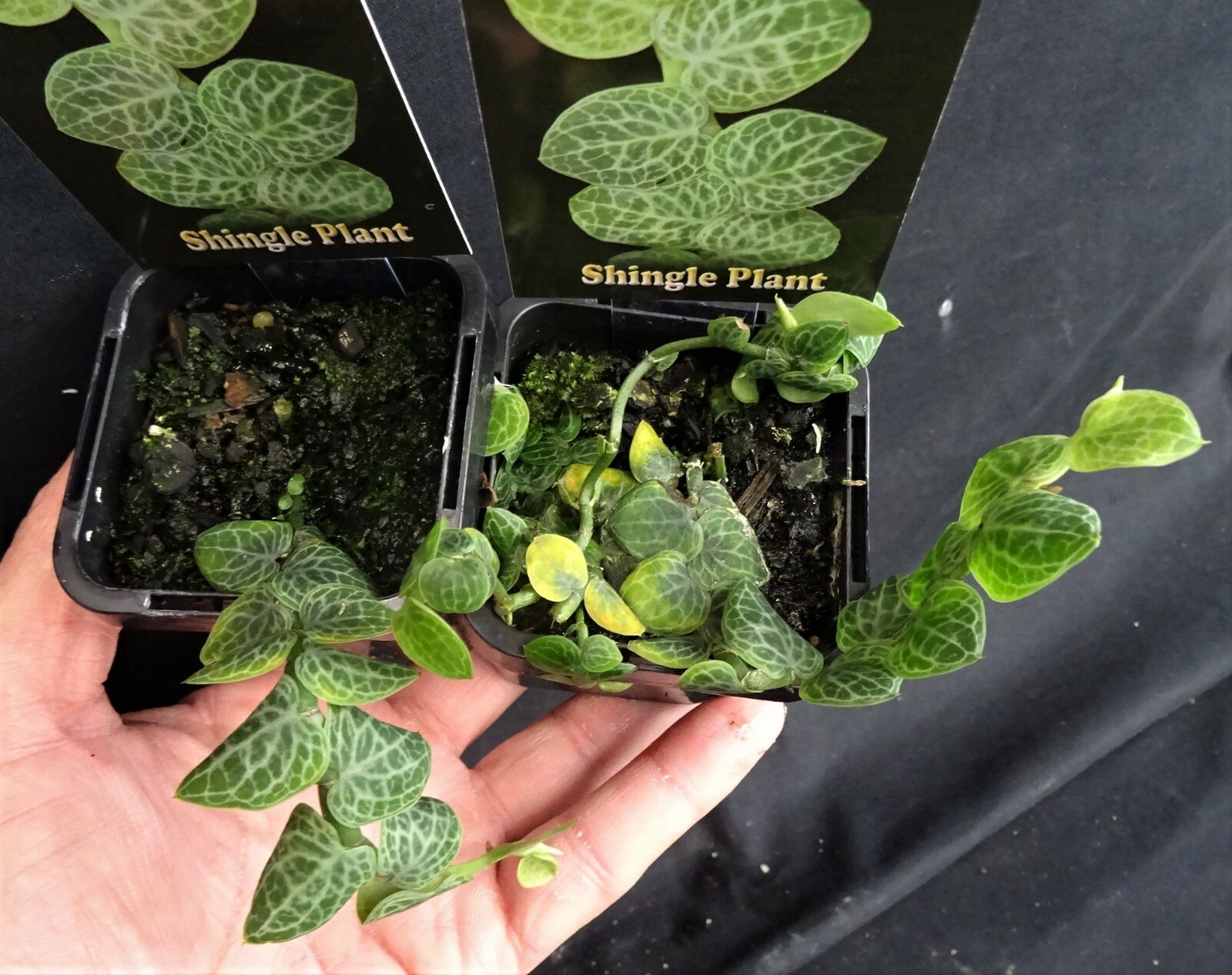 Rhaphidophora cryptantha 'Shingle Plant' Rare x 1 eBay