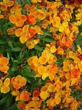 200 Graines de Giroflée ravenelle Méthode BIO seed jardin fleur vivace semence