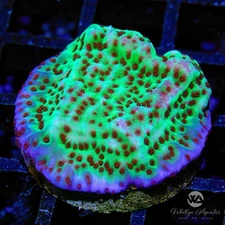 Jedi Mindtrick Montipora - Live Coral Frag