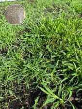 (1 Pack) Zenith Zoysia Grass Seed – More Than 5,000 Seeds for Lush Lawn Growth