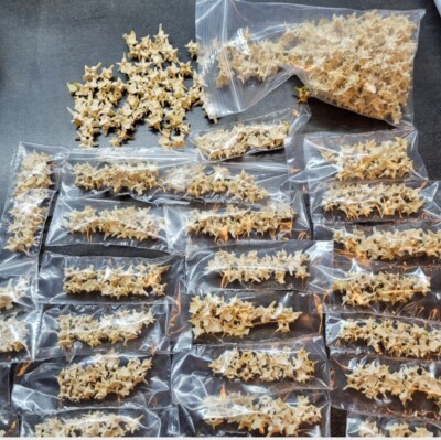 Rattlesnake Vertebrae 20pc Lot Mixed Size Snake Skeleton Taxidermy Bone Art bead