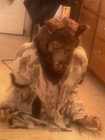 Haunted Hill Farm The Howler Retired Halloween Animatronic W/box — photo 2