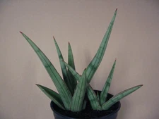Sansevieria ebracteata "Bandipur" x. downsii  --- Rare Succulent FREE SHIPPING