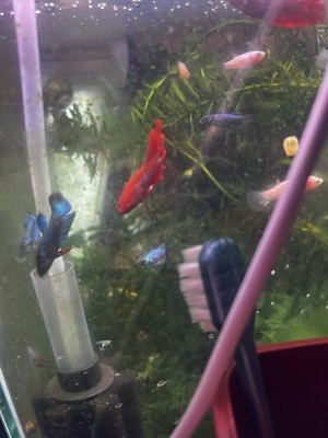 Betta Fish  super Red  HM Male Live Aggressive Beginner Freshwater Tropical 