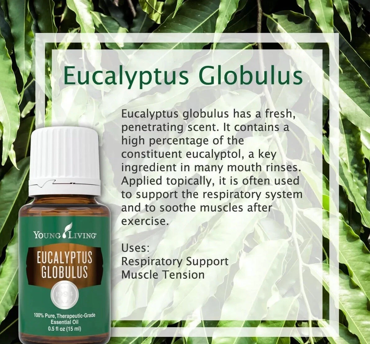 Young on sale living eucalyptus