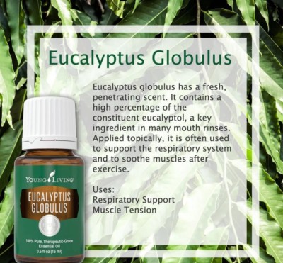    Young Living Ätherische Öle Eukalyptus Globulus 15 ml Therapeutische Qualität