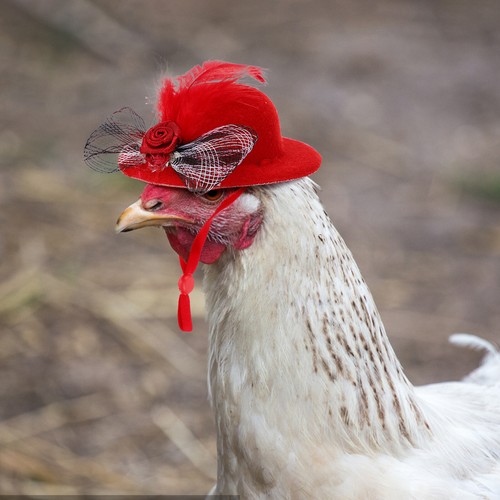 Chicken Hats For Hens Tiny Pets Funny Chicken Accessories Adjustable Elastic - Picture 40 of 42