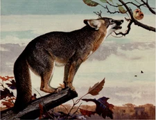 13x19 Print - BOB KUHN - GREY FOX  Sporting Art Print HUNTING BIG