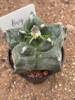 Astrophytum myriostygma 'Kikko' Seedgrown Raresuculents plants WYSIWYG #B04
