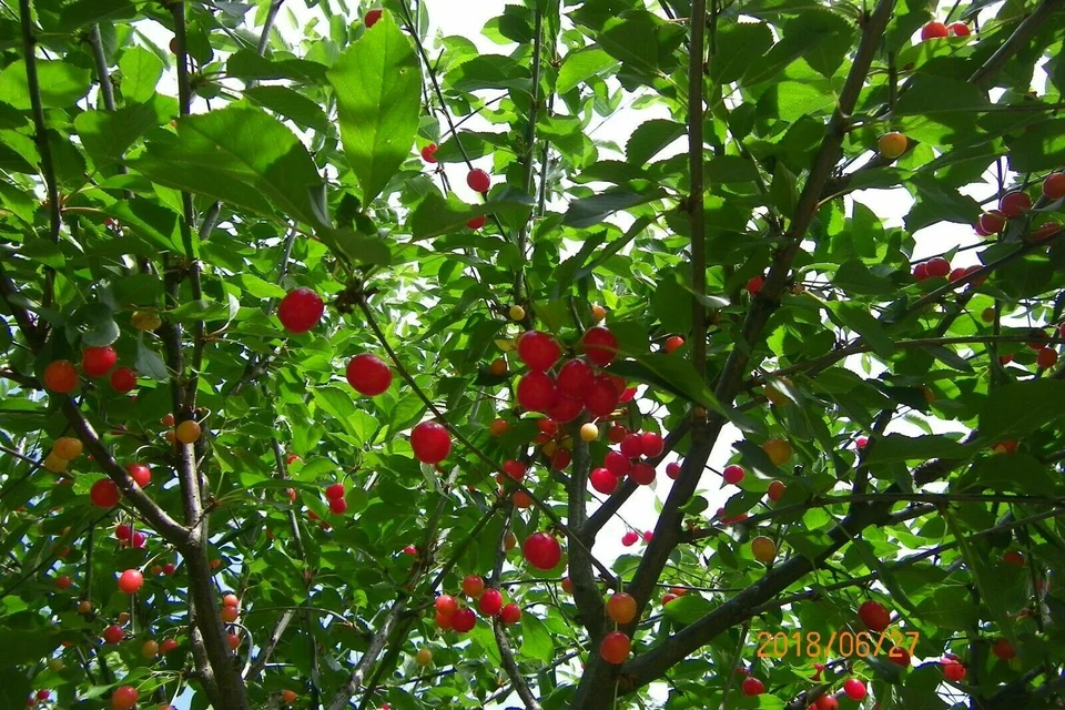 British Columbia Early Richmond Cherry Tree Seeds - High Yielding Juicy Cherries - Image 2 of 4