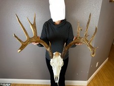 BIG European Fake Skull Whitetail Deer Antlers Set Wild Idaho Horns Mount 6x7