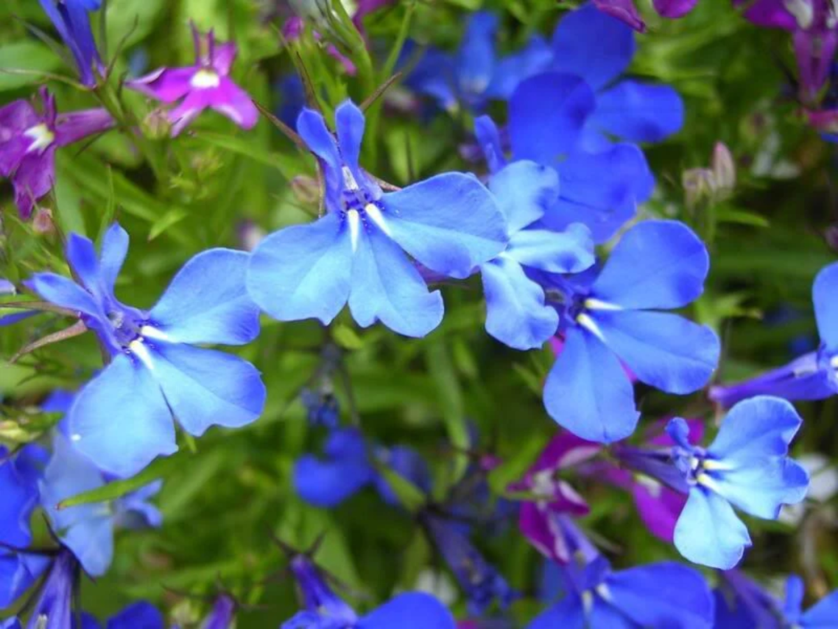 Flower - Lobelia - Regatta - Blue Sky - 1g - Bulk - Foto 11