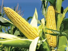 CORN SEEDS Golden Bantam Sweet Corn Organic Food Health Nutrition High Quality