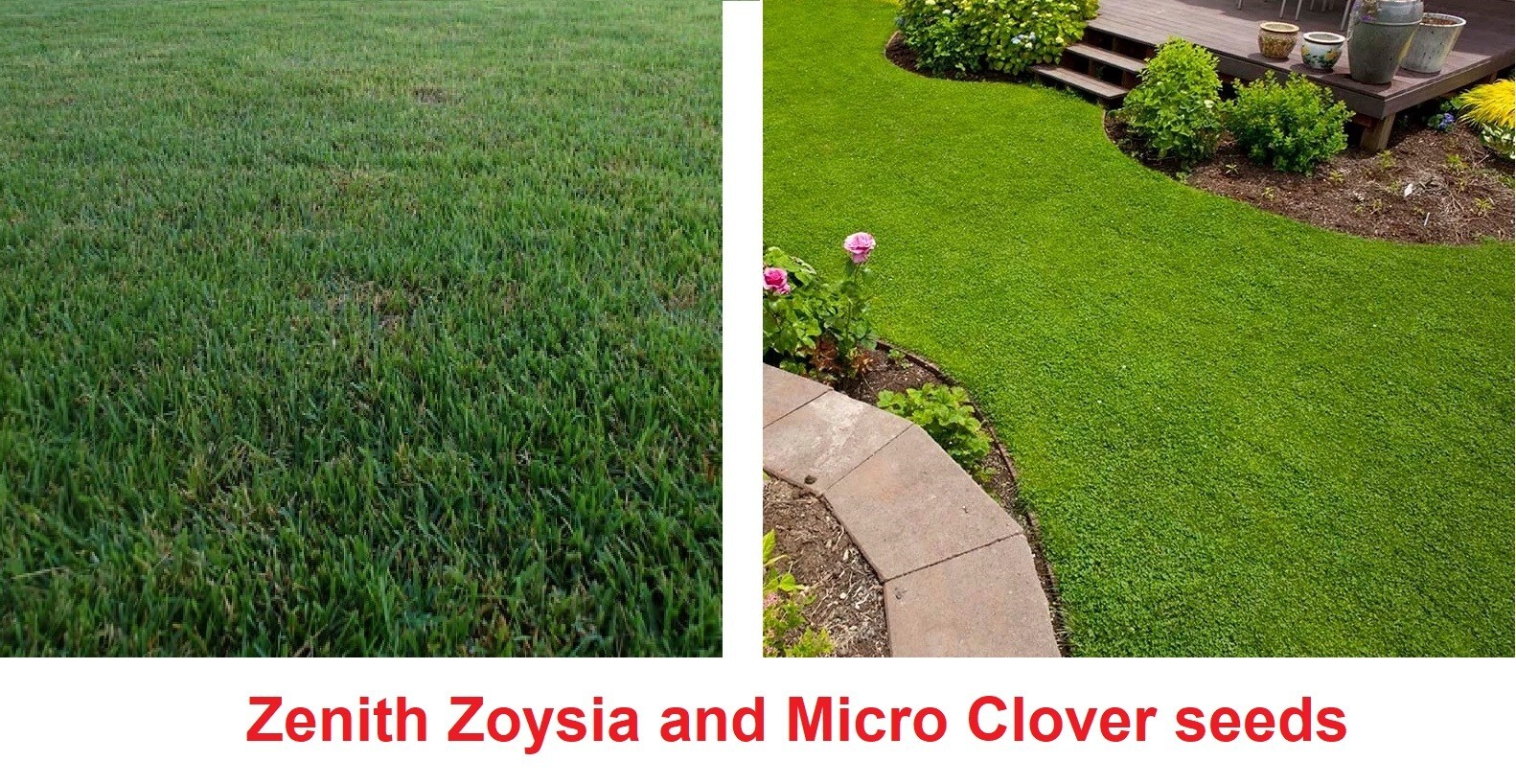 Zenith Zoysia Grass Seed, image size:1582x818