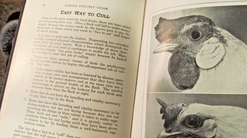 1933 Vintage Hard Cover Book by Purina, POULTRY GUIDE - Picture 3 of 10