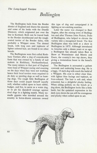 The Bedlington Terrier - CUSTOM MATTED - Vintage Dog Art Print - "G"