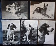 5 CARTOLINE: CANI DI RAZZA- anni "50. USATE  Editori vari MILANO- VERY GOOD/GOOD