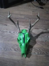 Beautiful Whitetail Painted  Skull Mount Taxidermy