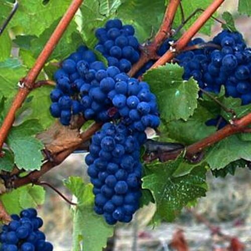 Raspberry red and yellow, gooseberry red, green, grapes blue ,summer raspberrie - Picture 2 of 5