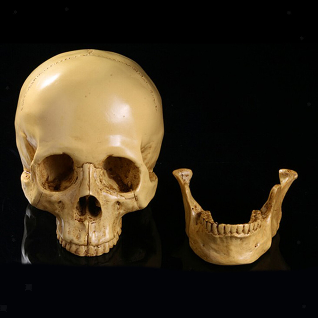 1:1 Menschlicher Schädel Harz Totenkopf Anatomie Modell Halloween Dekoration