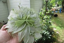 Vintage mint green fascinator, 1960's era, cocktail hat with netting, Flower