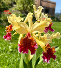 Cattleya Triumphans (rex x dowiana) Orchid plant FS Not in bloom