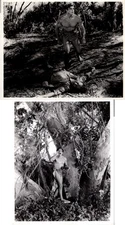 8x10 Movie Stills TARZAN Buster Crabbe