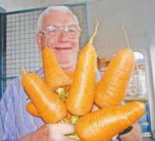 RARE BLEND*GIANT CARROT* MEDICINAL*HEALTHFUL* FIBRE*200 SEEDS*ANTIOXIDANT