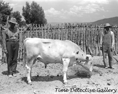 Farmers with a Bull, Box Elder County, Utah - 1940 - Vintage Photo Print