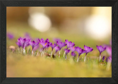 Frühlingsblumen Krokusse gerahmtes Wandbild Poster Leinwanddruck Bild