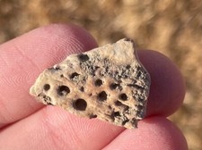 Hell Creek Fossil Crocodile Scute Croc Montana Cretaceous Dinosaur Bone