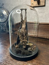 Neu!!! Flughund In Glaskuppel Präparat Gothic Dekoration Dome Fledermaus Deko