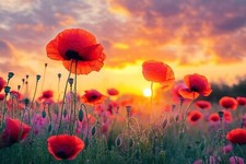 Sunset Poppy Field Flower Canvas Picture Print Wall Art