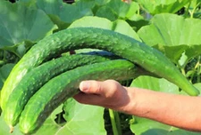 USA 200 Chinese Snake Curved Cucumber seeds; non-GMO Heirloom Free Ship Tracking