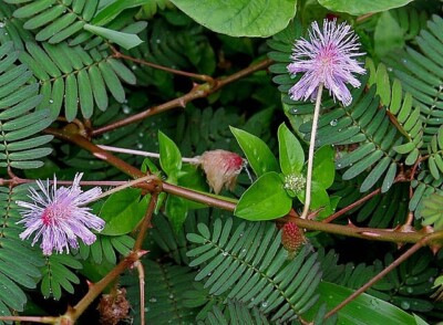 50g getrocknete Mimose ganze empfindliche Pflanze Touch me not Humble Albizia...