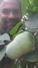 Paw Paw Fruit tree 3 yr old ATWOOD Native Appalachian