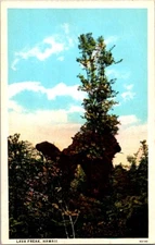 Vintage Postcard Lava Freak Formation of Lava Hawaii                       D-631