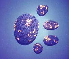 Yooperlite A Set Of 5 Bright Lake Superior Fluorescent Sodalite.  2.3 oz Total