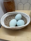 6 High Quality Blue Splash Ameraucana Fresh Fertile Hatching Eggs — photo 3