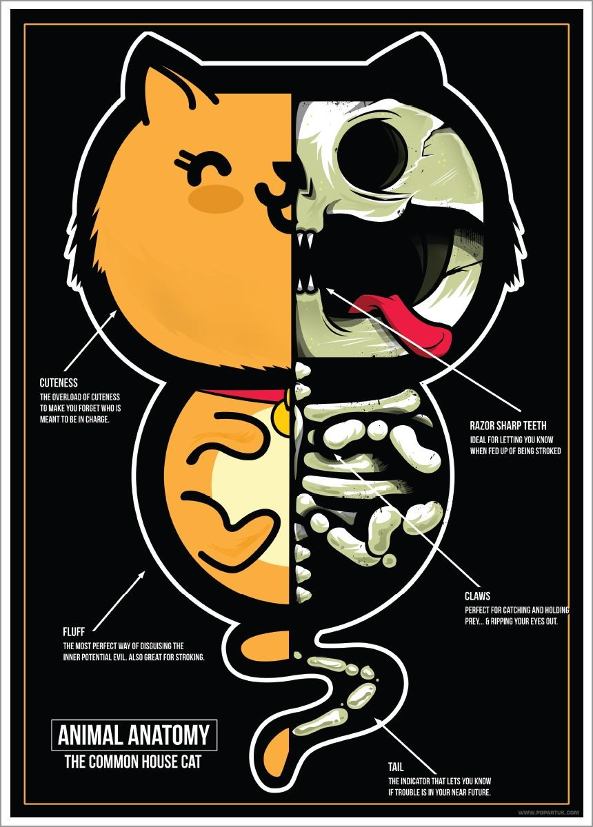 Laminated Animal Anatomy - The Common House Cat Mini Poster