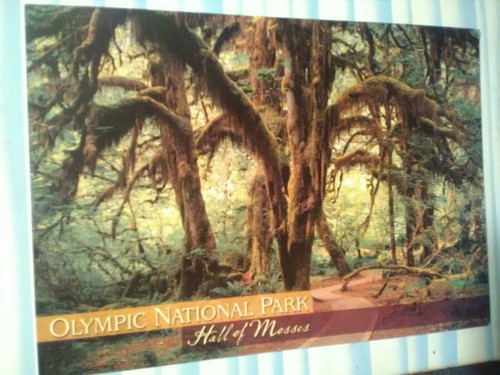 BEAUTIFUL POST CARD HALL OF MOSSES OLYMPIC NATIONAL PARK WASHINGTON - Picture 4 of 12